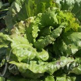 LAITUE BATAVIA goutte de sang (toutes saisons)