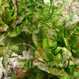 LAITUE POMMÉE Rougette de Montpellier (hiver)