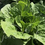 LAITUE ROMAINE Valmaine (printemps été automne)