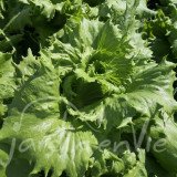 LAITUE BATAVIA Reine des glaces (printemps, été)